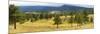 Trees on landscape along Trail Ridge Road, Estes Park, Rocky Mountain National Park, Colorado, USA-null-Mounted Photographic Print