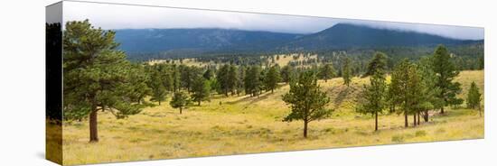 Trees on landscape along Trail Ridge Road, Estes Park, Rocky Mountain National Park, Colorado, USA-null-Stretched Canvas