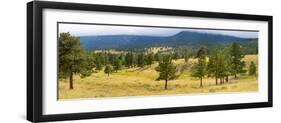 Trees on landscape along Trail Ridge Road, Estes Park, Rocky Mountain National Park, Colorado, USA-null-Framed Photographic Print