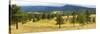 Trees on landscape along Trail Ridge Road, Estes Park, Rocky Mountain National Park, Colorado, USA-null-Stretched Canvas