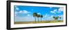 Trees on landscape, Florida, USA-null-Framed Photographic Print