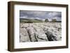 Trees on Limestone Pavement-Markus Lange-Framed Photographic Print