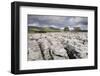 Trees on Limestone Pavement-Markus Lange-Framed Photographic Print