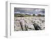 Trees on Limestone Pavement-Markus Lange-Framed Photographic Print