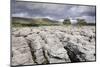 Trees on Limestone Pavement-Markus Lange-Mounted Photographic Print