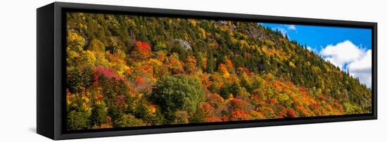 Trees on mountain during autumn, Potton, Quebec, Canada-null-Framed Stretched Canvas