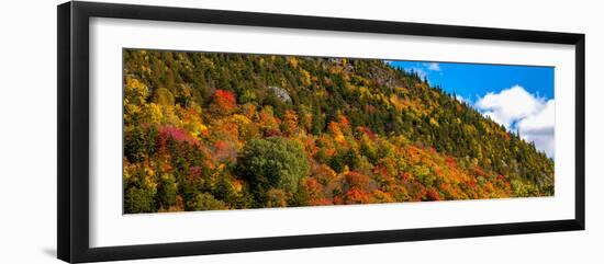 Trees on mountain during autumn, Potton, Quebec, Canada-null-Framed Photographic Print