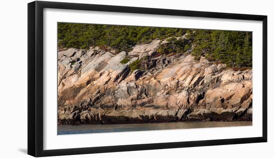 Trees on mountain, Mount Desert Island, Acadia National Park, Hancock County, Maine, USA-null-Framed Photographic Print