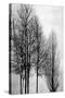 Trees on Silver Panel I-Kate Bennett-Stretched Canvas