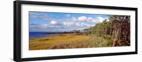Trees on the coast, Barrier Islands, Chincoteague, Accomack County, Virginia, USA-null-Framed Photographic Print
