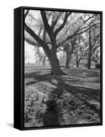 Trees on the Nelson Doubleday Plantation-Alfred Eisenstaedt-Framed Stretched Canvas