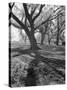 Trees on the Nelson Doubleday Plantation-Alfred Eisenstaedt-Stretched Canvas