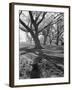 Trees on the Nelson Doubleday Plantation-Alfred Eisenstaedt-Framed Photographic Print