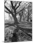 Trees on the Nelson Doubleday Plantation-Alfred Eisenstaedt-Mounted Photographic Print