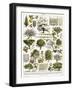 Trees, Orchard Trees-null-Framed Art Print