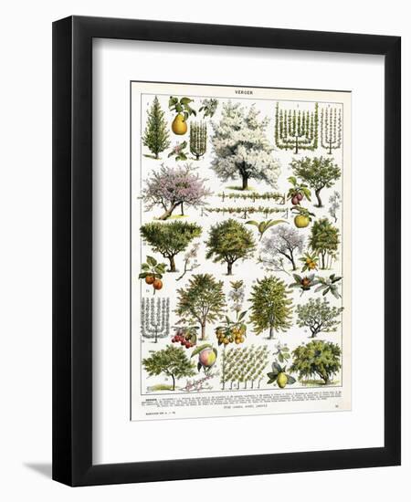 Trees, Orchard Trees-null-Framed Art Print