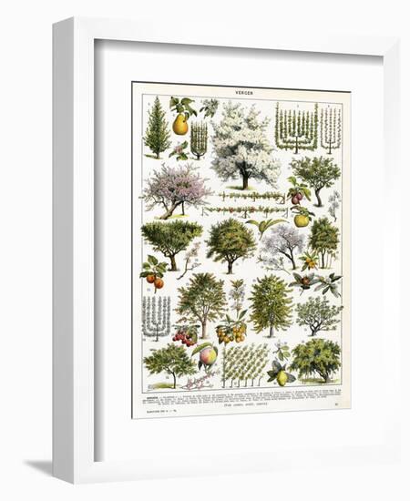 Trees, Orchard Trees-null-Framed Art Print