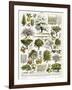 Trees, Orchard Trees-null-Framed Art Print