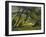 Trees, Provence, 1912-Derwent Lees-Framed Giclee Print