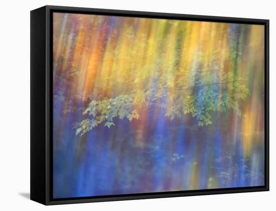 Trees Reflected in Car Window-Nancy Rotenberg-Framed Stretched Canvas