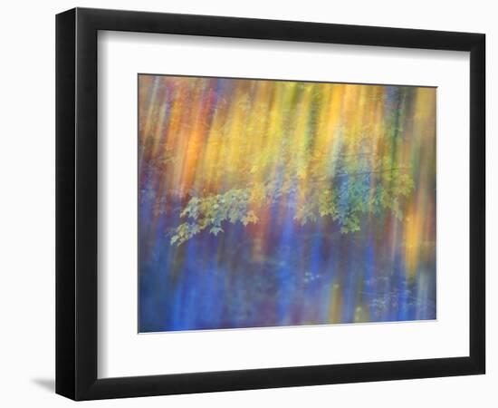 Trees Reflected in Car Window-Nancy Rotenberg-Framed Photographic Print