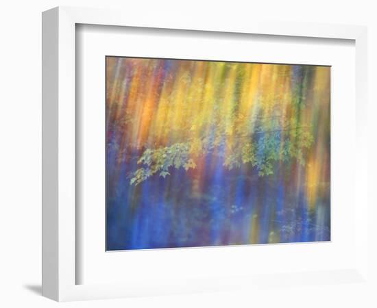 Trees Reflected in Car Window-Nancy Rotenberg-Framed Photographic Print