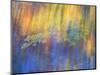 Trees Reflected in Car Window-Nancy Rotenberg-Mounted Photographic Print