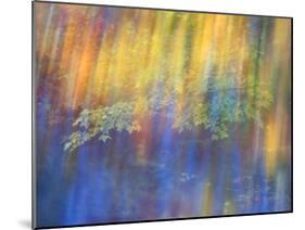 Trees Reflected in Car Window-Nancy Rotenberg-Mounted Photographic Print