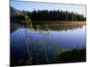 Trees Reflected in Lake Grand Teton National Park, Wyoming, USA-Rob Blakers-Mounted Photographic Print