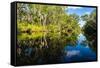 Trees reflected in the Noosa River, Cooloola National Park, Queensland, Australia-Mark A Johnson-Framed Stretched Canvas