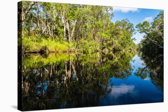 Trees reflected in the Noosa River, Cooloola National Park, Queensland, Australia-Mark A Johnson-Stretched Canvas