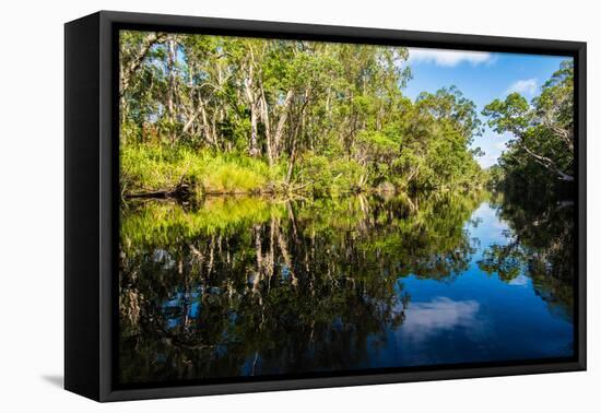 Trees reflected in the Noosa River, Cooloola National Park, Queensland, Australia-Mark A Johnson-Framed Stretched Canvas