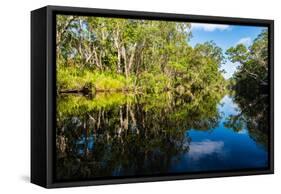 Trees reflected in the Noosa River, Cooloola National Park, Queensland, Australia-Mark A Johnson-Framed Stretched Canvas