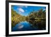 Trees reflected in the Noosa River, Cooloola National Park, Queensland, Australia-Mark A Johnson-Framed Photographic Print