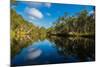 Trees reflected in the Noosa River, Cooloola National Park, Queensland, Australia-Mark A Johnson-Mounted Photographic Print