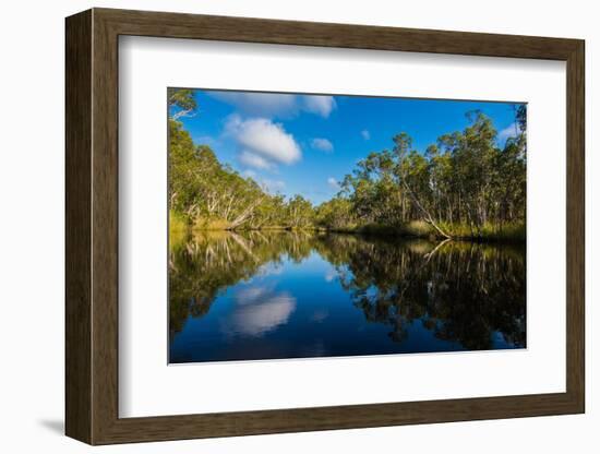 Trees reflected in the Noosa River, Cooloola National Park, Queensland, Australia-Mark A Johnson-Framed Photographic Print