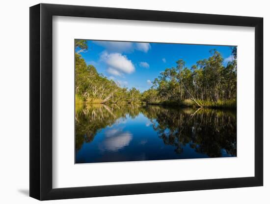 Trees reflected in the Noosa River, Cooloola National Park, Queensland, Australia-Mark A Johnson-Framed Photographic Print