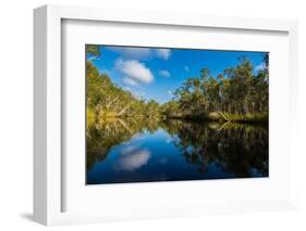 Trees reflected in the Noosa River, Cooloola National Park, Queensland, Australia-Mark A Johnson-Framed Photographic Print