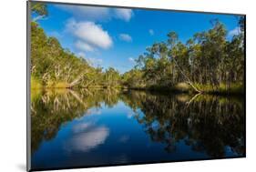 Trees reflected in the Noosa River, Cooloola National Park, Queensland, Australia-Mark A Johnson-Mounted Photographic Print