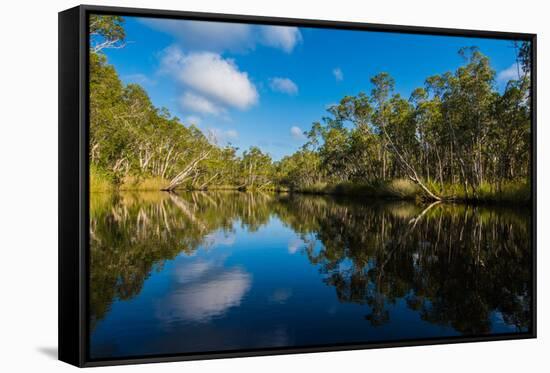 Trees reflected in the Noosa River, Cooloola National Park, Queensland, Australia-Mark A Johnson-Framed Stretched Canvas