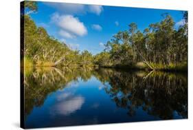 Trees reflected in the Noosa River, Cooloola National Park, Queensland, Australia-Mark A Johnson-Stretched Canvas