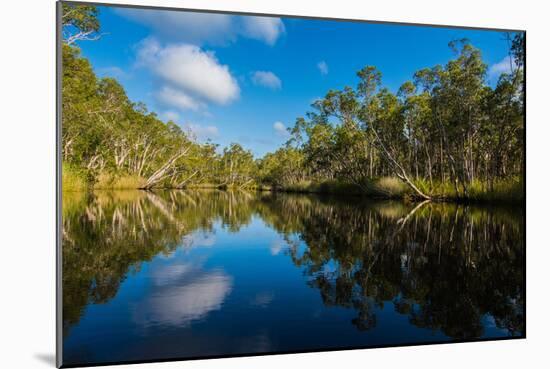 Trees reflected in the Noosa River, Cooloola National Park, Queensland, Australia-Mark A Johnson-Mounted Photographic Print