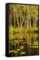 Trees reflected in the Noosa River, Cooloola National Park, Queensland, Australia-Mark A Johnson-Framed Stretched Canvas