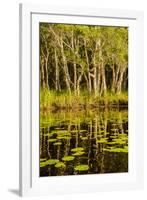 Trees reflected in the Noosa River, Cooloola National Park, Queensland, Australia-Mark A Johnson-Framed Photographic Print