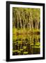 Trees reflected in the Noosa River, Cooloola National Park, Queensland, Australia-Mark A Johnson-Framed Photographic Print