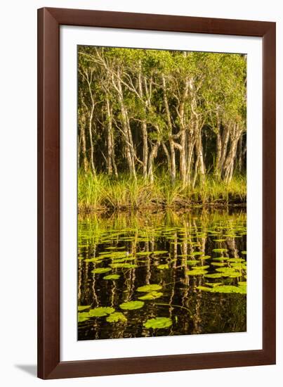 Trees reflected in the Noosa River, Cooloola National Park, Queensland, Australia-Mark A Johnson-Framed Photographic Print