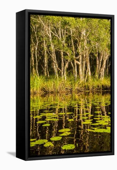 Trees reflected in the Noosa River, Cooloola National Park, Queensland, Australia-Mark A Johnson-Framed Stretched Canvas