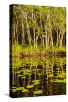 Trees reflected in the Noosa River, Cooloola National Park, Queensland, Australia-Mark A Johnson-Stretched Canvas