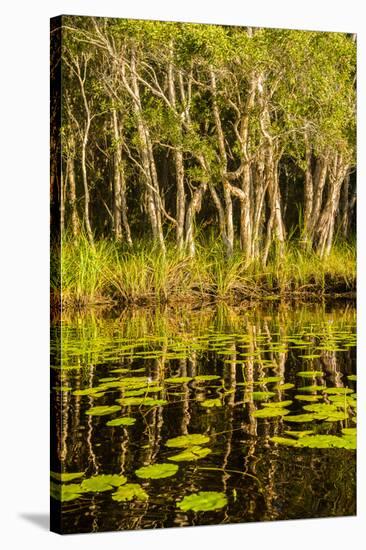 Trees reflected in the Noosa River, Cooloola National Park, Queensland, Australia-Mark A Johnson-Stretched Canvas