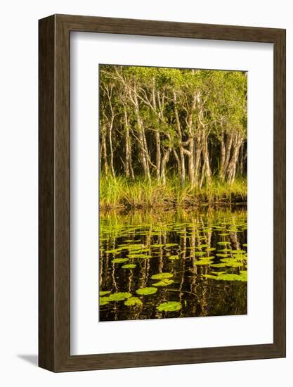 Trees reflected in the Noosa River, Cooloola National Park, Queensland, Australia-Mark A Johnson-Framed Photographic Print